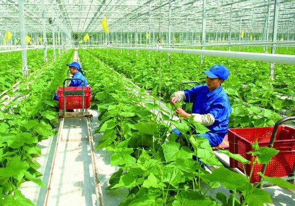 农业种植蔬菜最新技术，探索绿色高效的未来种植模式之道